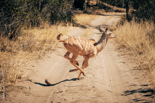 Weibliche Kudu-Antilope überquert rennend eine Sandpiste (Buffalo Park, Caprivi, Namibia) photo