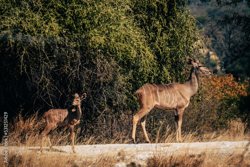 Weibliche Kudu-Antilope mit Kitz (Buffalo Park, Caprivi, Namibia)