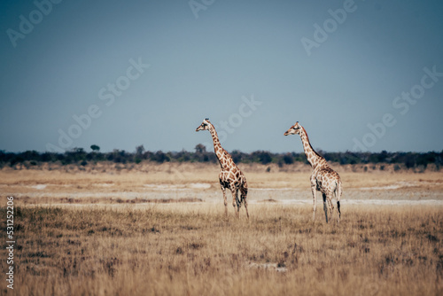 Fototapeta Naklejka Na Ścianę i Meble -  2 Giraffen in der Trockensavanne des Etosha Nationalparks (Namibia)