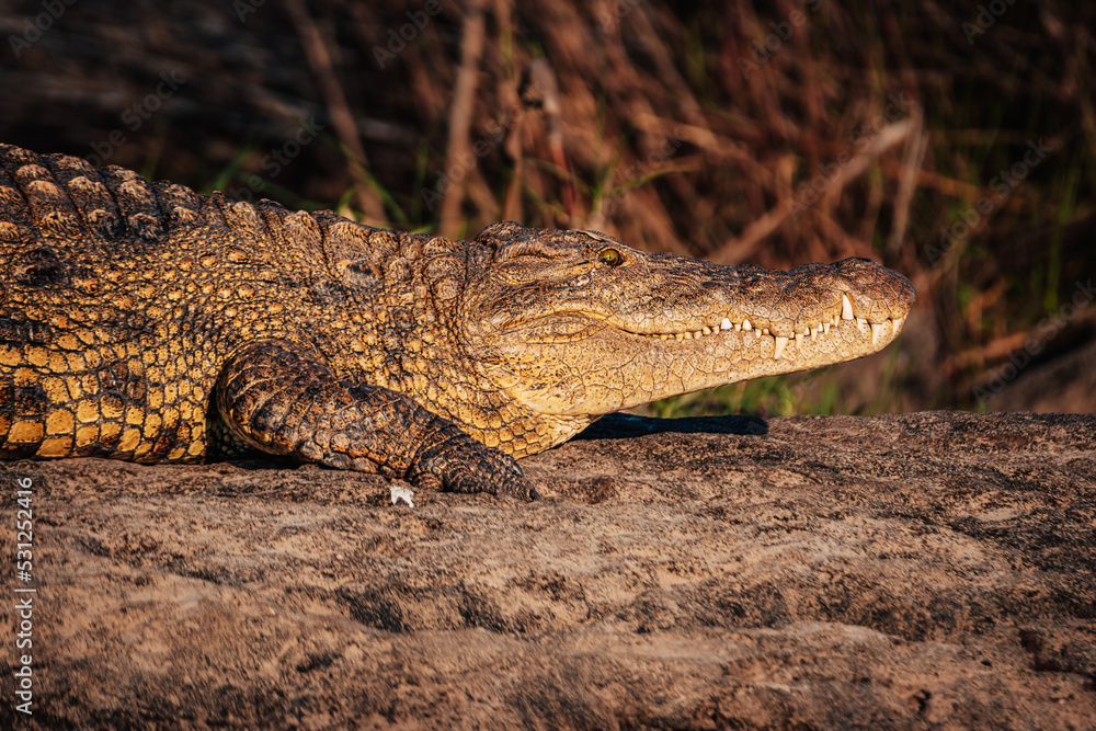 Fototapeta premium Nilkrokodil liegt in der Abendsonne am Ufer des Okavango (Namibia)