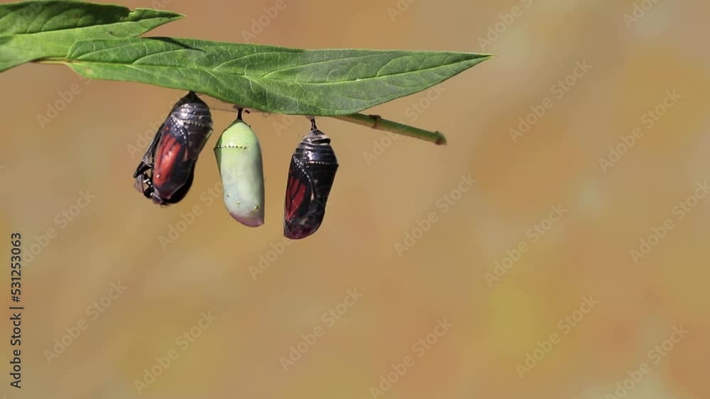 Monarch Butterfly emerges from Chrysallis next to Green and Clear phase with pale yellow background