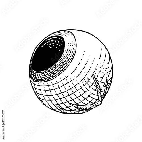Eyeball drawn in engraving style