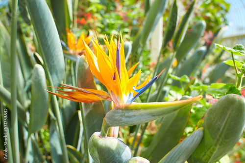 Closeup ofStrelitzia reginae (bird of paradise flower) in garden.