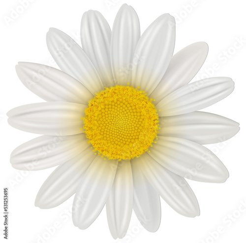 Daisy, chamomile flower isolated.