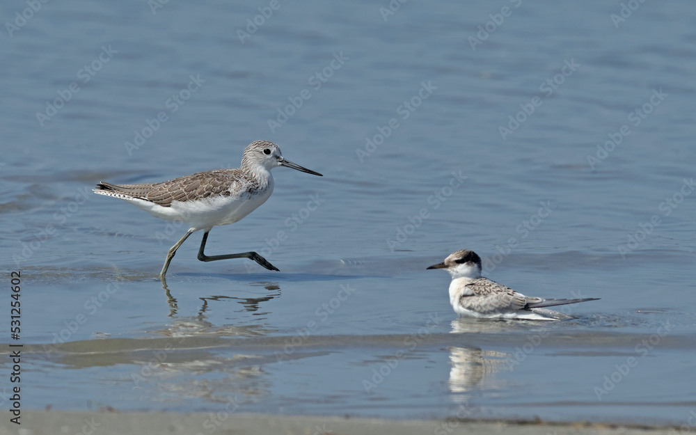 A Common Greenshank (Tringa nebularia), Greece A Common Greenshank (Tringa nebularia), Greece