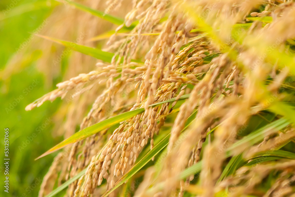 Fototapeta premium 稲穂 