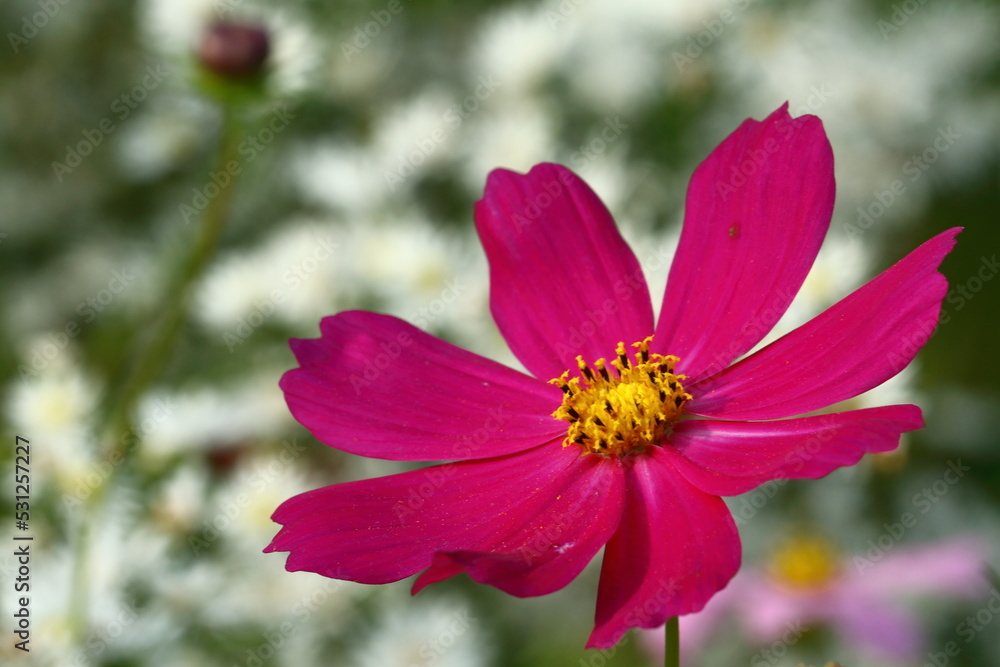 Obraz premium 秋風に揺れて咲く