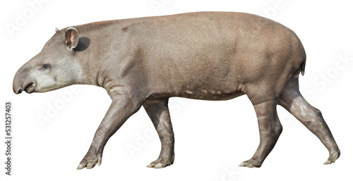 South American Tapir (Tapirus terrestris), PNG, isolated on transparent background photo