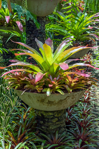 Large Androlepsis skinneri species Bromeliads on display in a tropical garden setting  photo