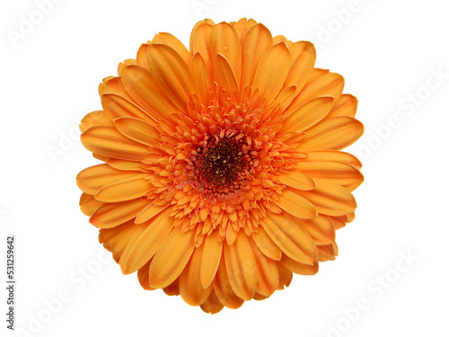 Orange Gerbera Daisy flower  isolated on transparency photo png file 