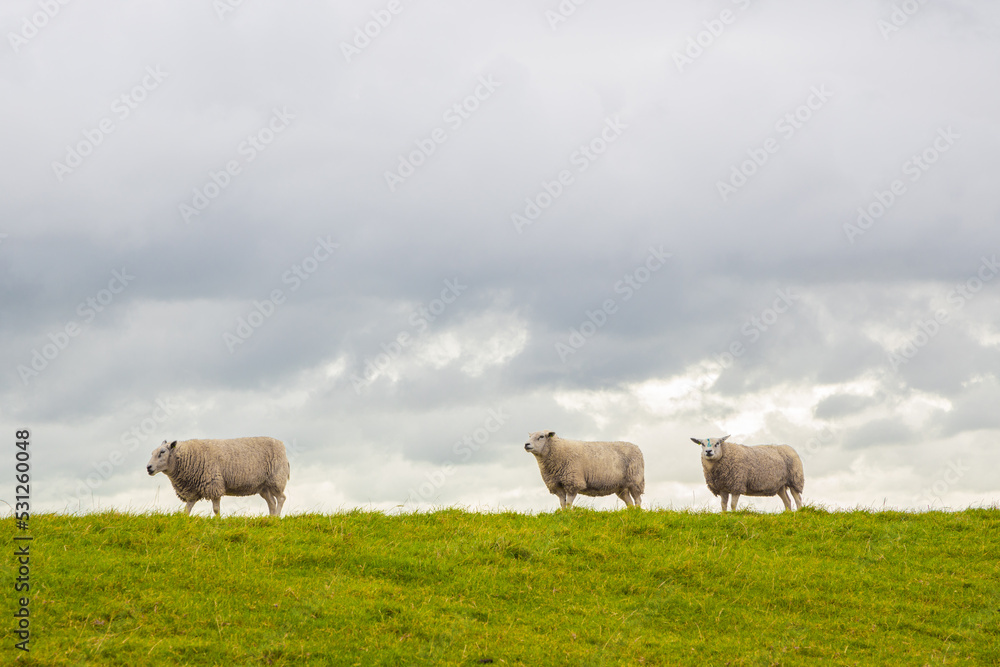 Obraz premium three sheep walking in line on green dike under clouded sky in Friesland, the Netherlands