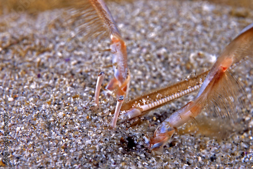 Pacific Sand Crab feeding