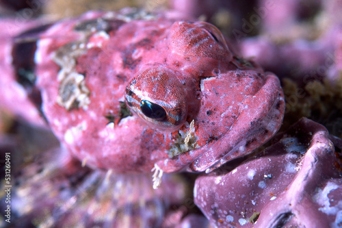 Foto Close up of pink coralline sculpin
