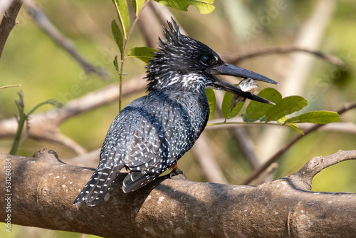 Ein Riesenfischer Eisvogel sitzt mit einem erbeuteten Fisch auf einem Ast im Nationalpark Liwonde in Malawi photo