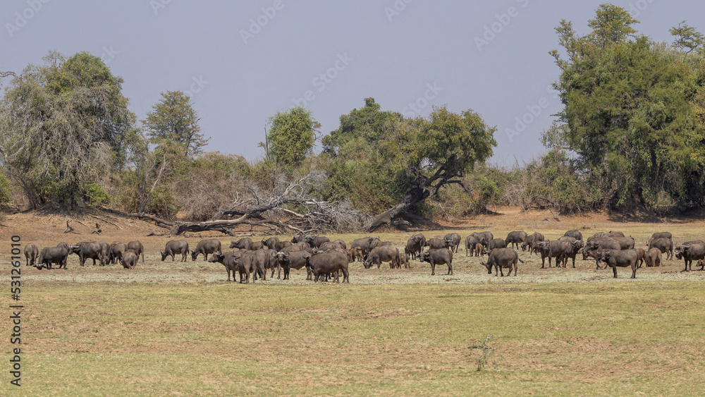 Ein weidende Büffelherde im sambischen South Luangwa Nationalpark