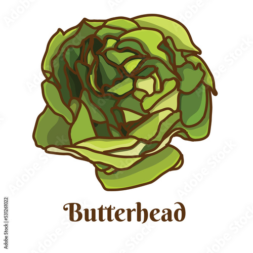 Photos Hand drawn vector illustration of green butterhead isolated on white background