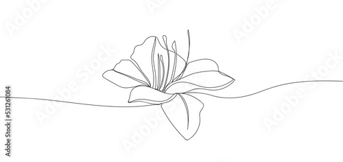 lily flower in single continuous line drawing style for logo or emblem. photo