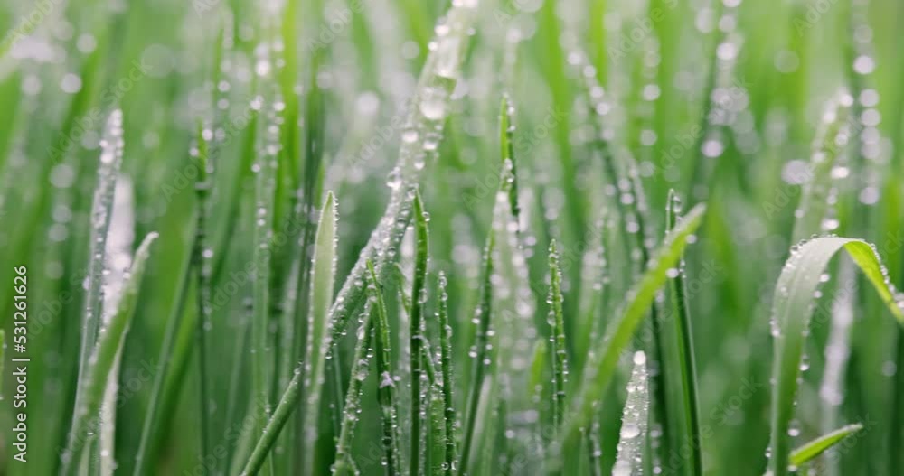 Green grass close-up super macro shooting. Green grass close-up super macro shooting.