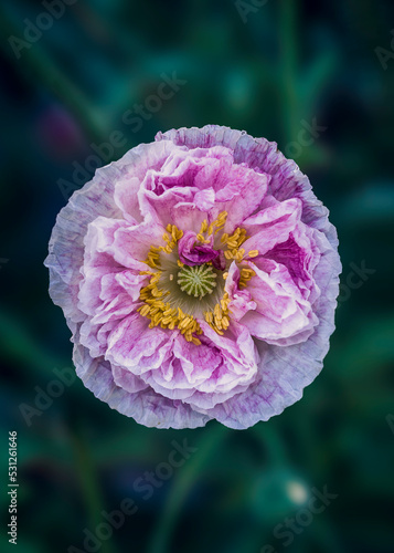 A pink poppy and a dark background