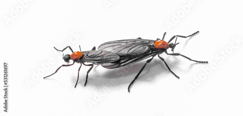 pair of mating Lovebug - Plecia nearctica - a species of march fly found in parts of Central America and the southeastern United States