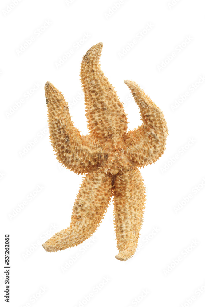 Happy dancing starfish on white isolated on transparency photo png file Happy dancing starfish on white isolated on transparency photo png file
