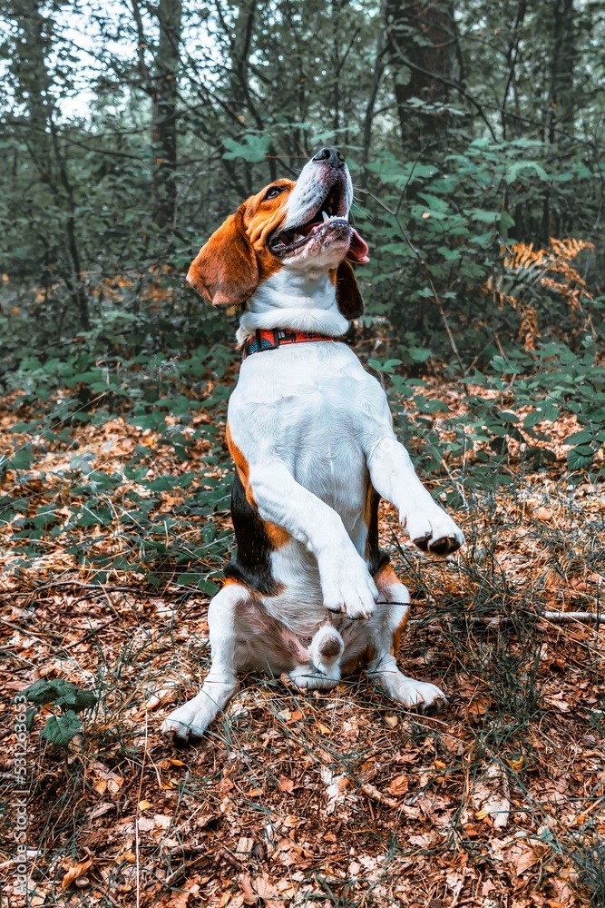 Beagle proszący o smaczek.