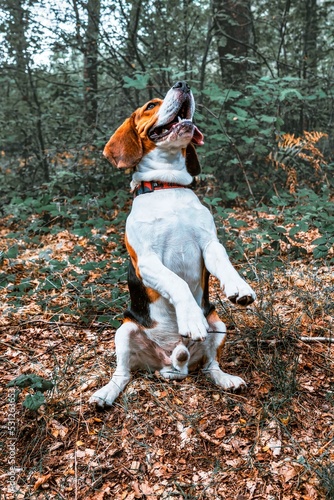 Obraz na płótnie Beagle proszący o smaczek. w salonie