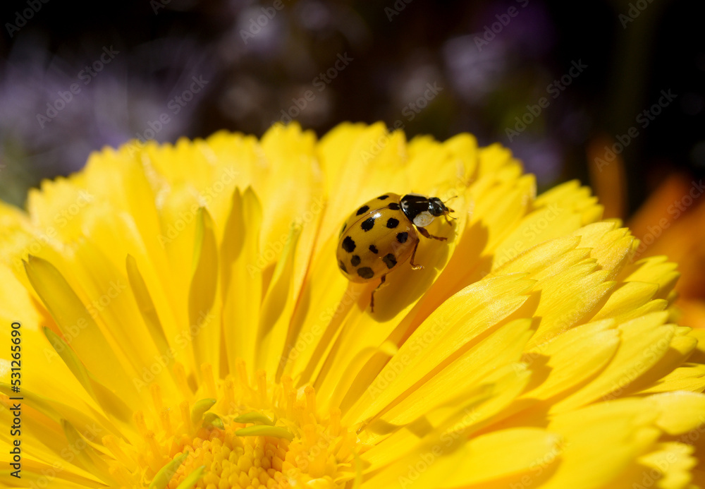 Fototapeta premium Asian ladybird, Harmonia axyrides