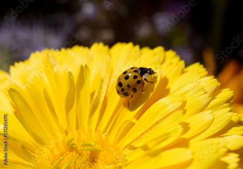 Asian ladybird, Harmonia axyrides photo