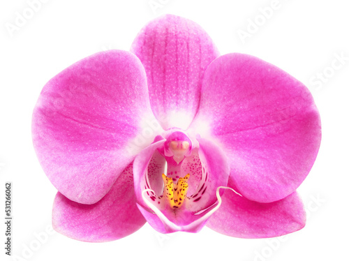 Pink orchid flower head isolated.