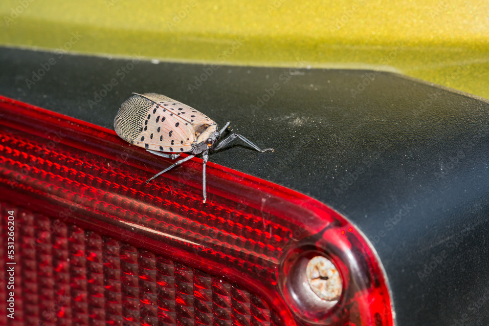 A Spotted Lanternfly hitchhiking on the tail light of a vehicle. Stock