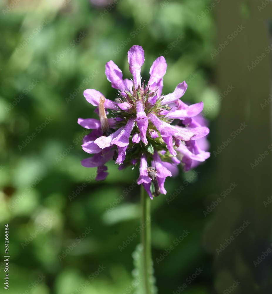 Obraz premium Stachys officinalis