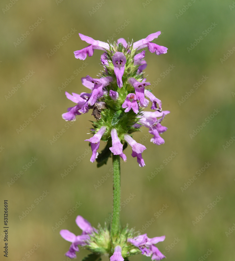 Obraz premium Stachys officinalis