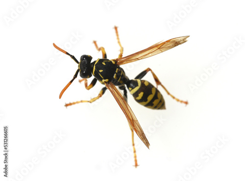 Wasp, Vespula germanica