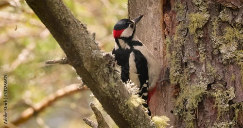 Great spotted woodpecker bird on a tree looking for food. Great spotted woodpecker (Dendrocopos major) is a medium-sized woodpecker with pied black and white plumage and a red patch on the lower belly photo