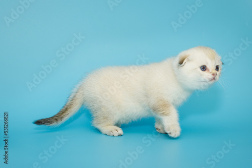 White Scottish fold kitten on a blue background