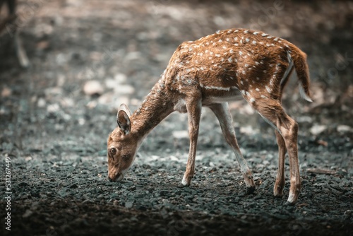 Fototapet Beautiful female spotted deer (Cervus nippon) looking for food