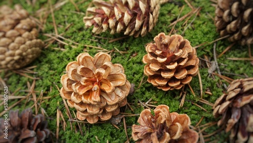 Another large open pine cones lies on the ground on the grass on needles in the forest