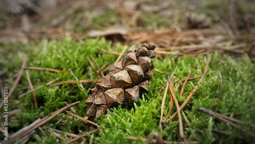 A large dry sharp pine cone lies on the grass on the ground in the forest