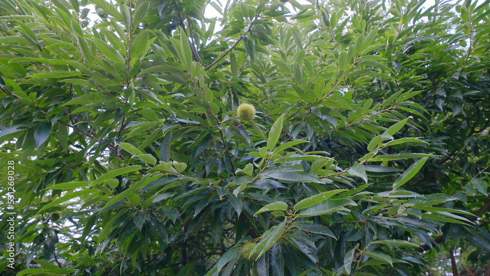 栗 栗