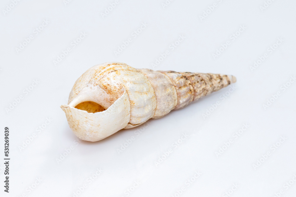 Image of rhinoclavis aspera is a species of sea snail, a marine gastropod mollusk in the family Cerithiidae isolated on white background. Undersea Animals. Image of rhinoclavis aspera is a species of sea snail, a marine gastropod mollusk in the family Cerithiidae isolated on white background. Undersea Animals.
