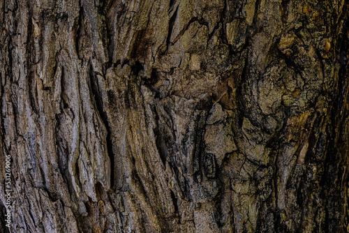 old bark of a tree