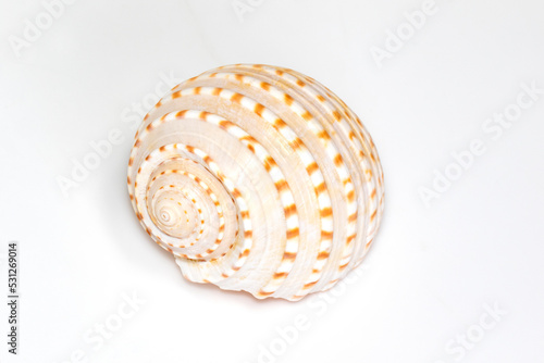 Image of seashells tonna tesselata on a white background. Undersea Animals. Sea Shells.