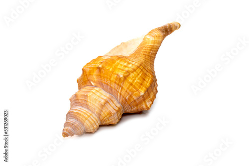 Image of Trapezium Horse Conch / Striped Fox Conch seashell (Pleuroploca trapezium) isolated on white background. Undersea Animals. Sea Shells. photo