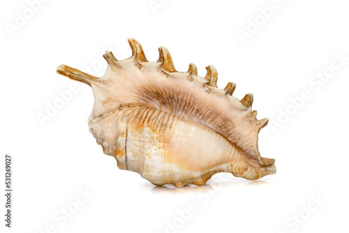 Image of Millipede spider conch (Lambis millepeda) isolated on white background. Sea snail. Undersea Animals. Sea Shells. photo
