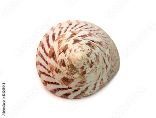 Image of Rochia nilotica, common name the commercial top shell, is a species of sea snail, a marine gastropod mollusk in the family Tegulidae. Sea Shells.