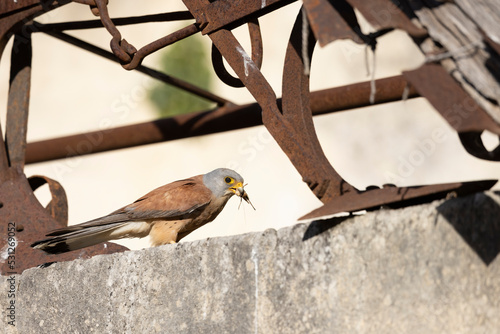 Lesser Kestrel (Falco naumanni), Matera, Basilicata, Italy