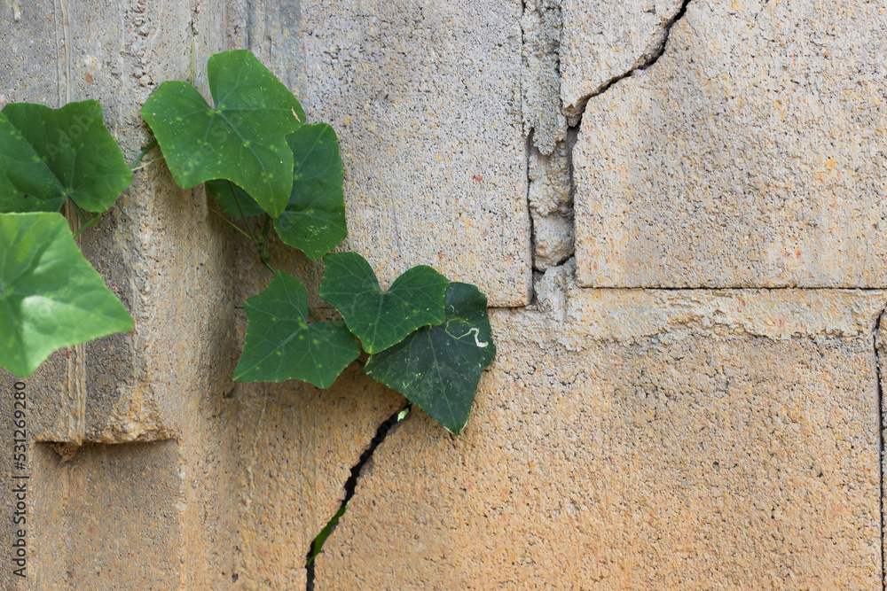 Plants or leaves that grow on old broken brick walls. Plants or leaves that grow on old broken brick walls.