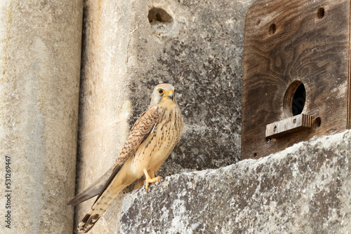 Foto Lesser Kestrel (Falco naumanni), Matera, Basilicata, Italy