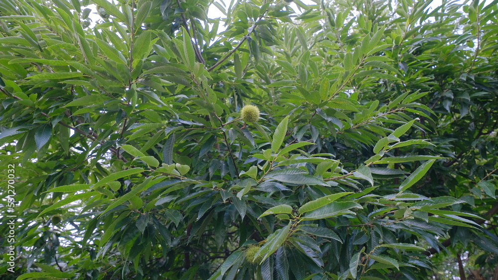 Naklejka premium 栗